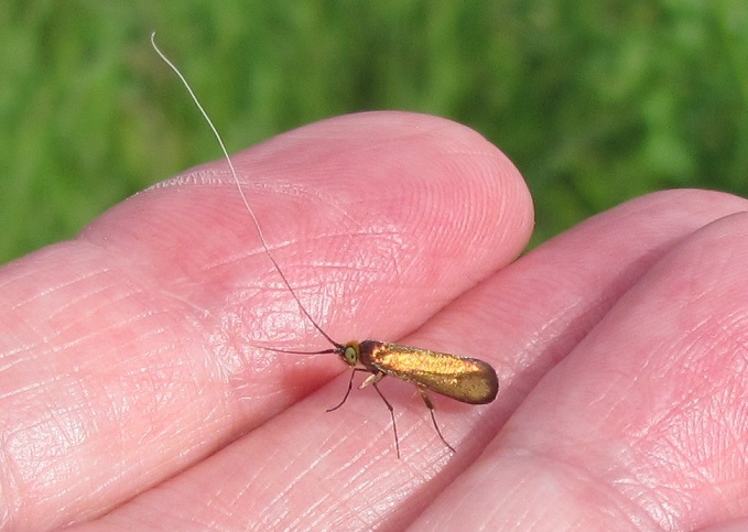 Nemophora metallica (Adelidae)